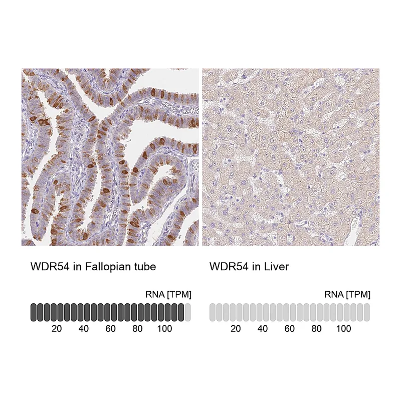 Atlas Antibodies Anti-WDR54 Antibody