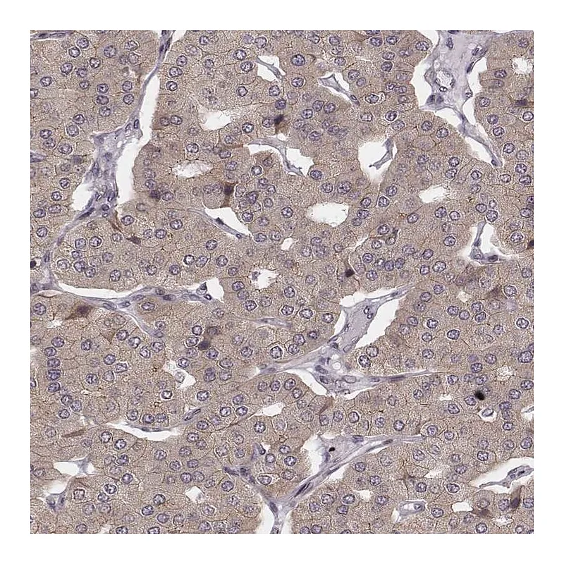 Atlas Antibodies Anti-WDR59 Antibody