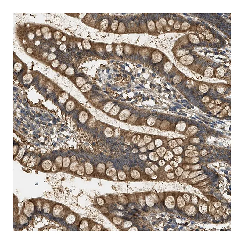 Atlas Antibodies Anti-WDR53 Antibody