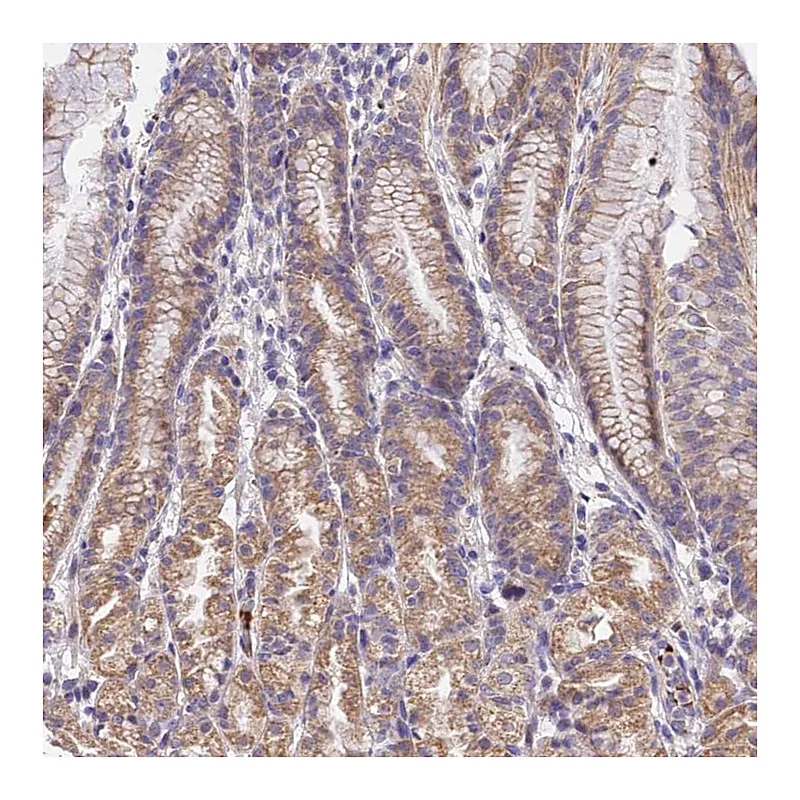 Atlas Antibodies Anti-WDR5B Antibody