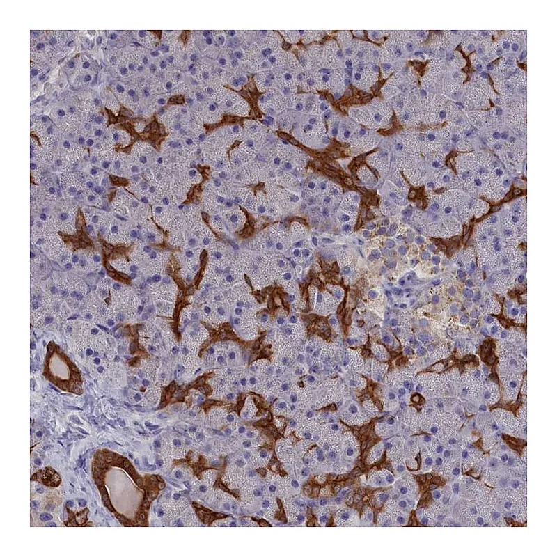 Atlas Antibodies Anti-WDR6 Antibody