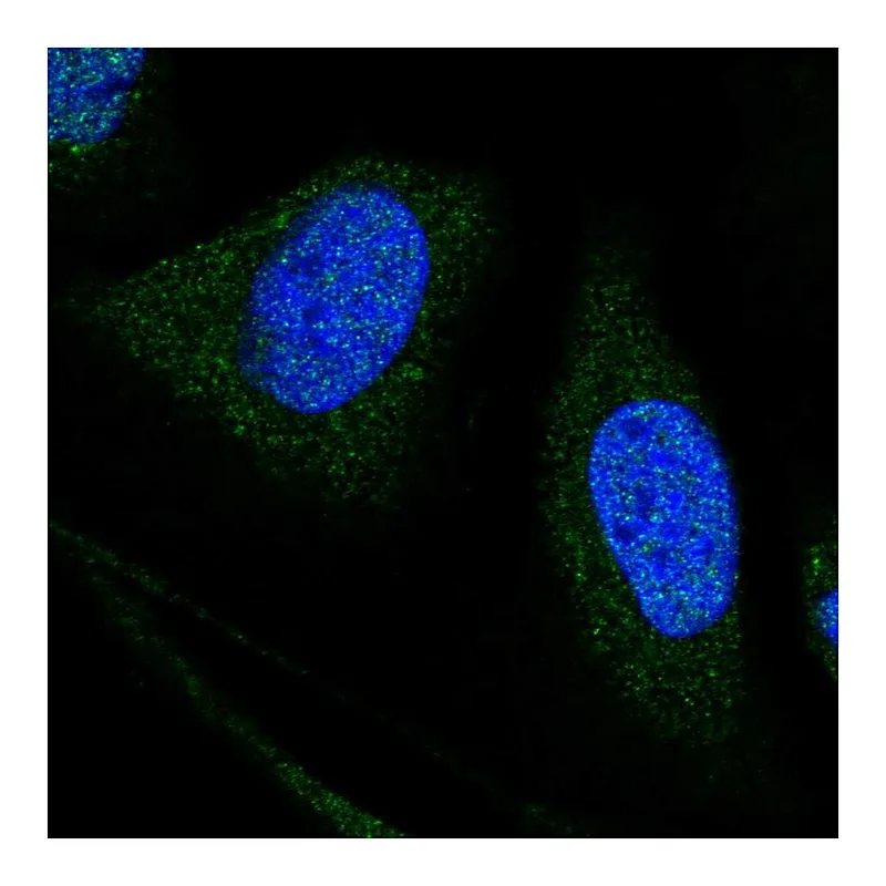 Atlas Antibodies Anti-WDR7 Antibody