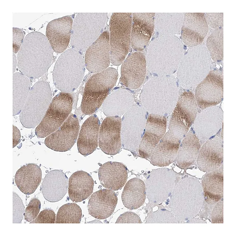 Atlas Antibodies Anti-WDR74 Antibody