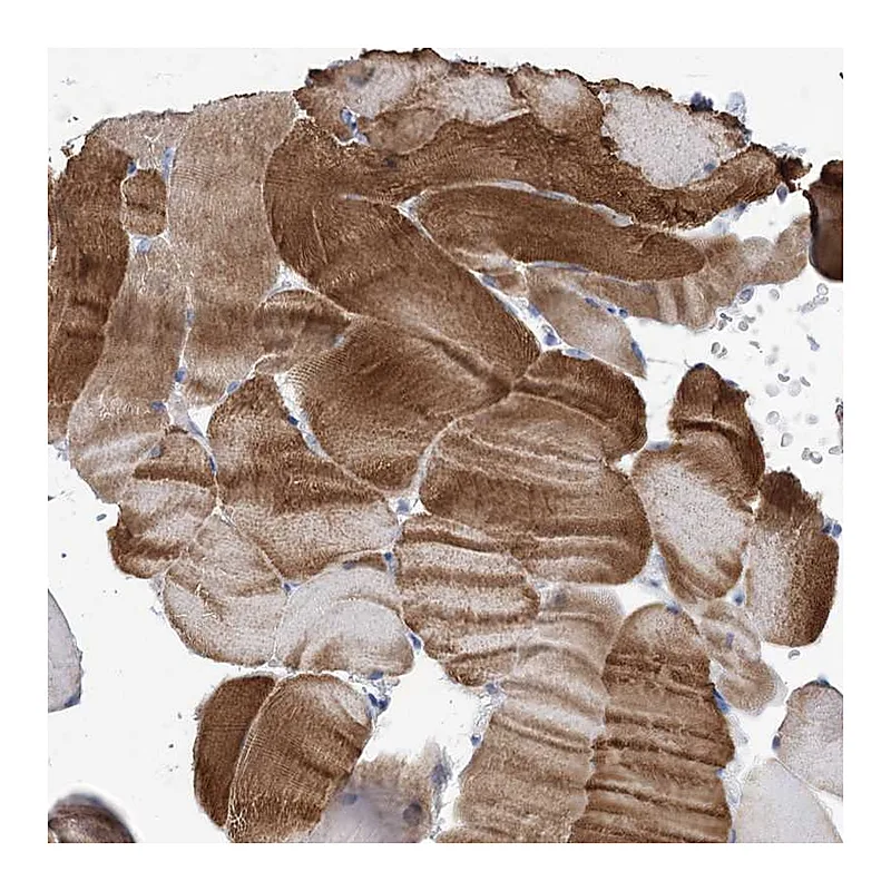 Atlas Antibodies Anti-WDR74 Antibody