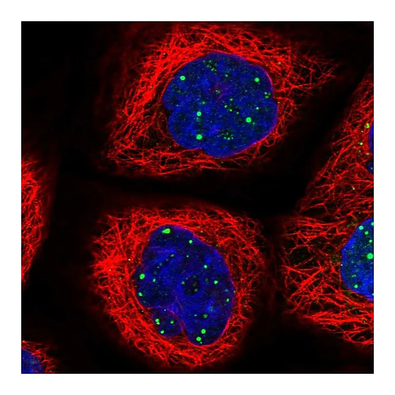 Atlas Antibodies Anti-WDR76 Antibody