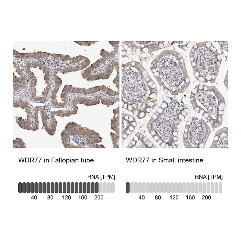 Atlas Antibodies Anti-WDR77 Antibody