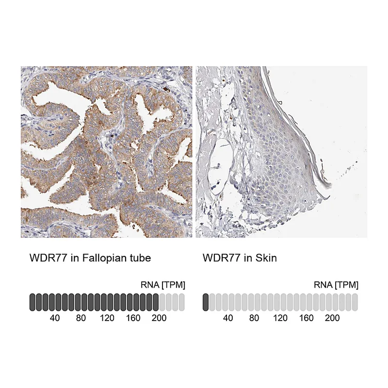 Atlas Antibodies Anti-WDR77 Antibody