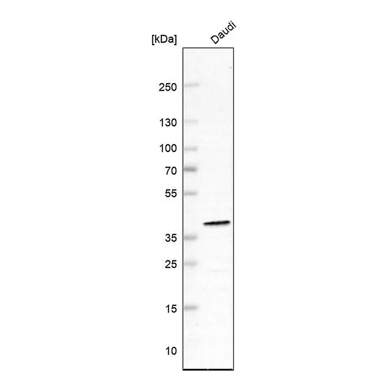 Atlas Antibodies Anti-WDR82 Antibody