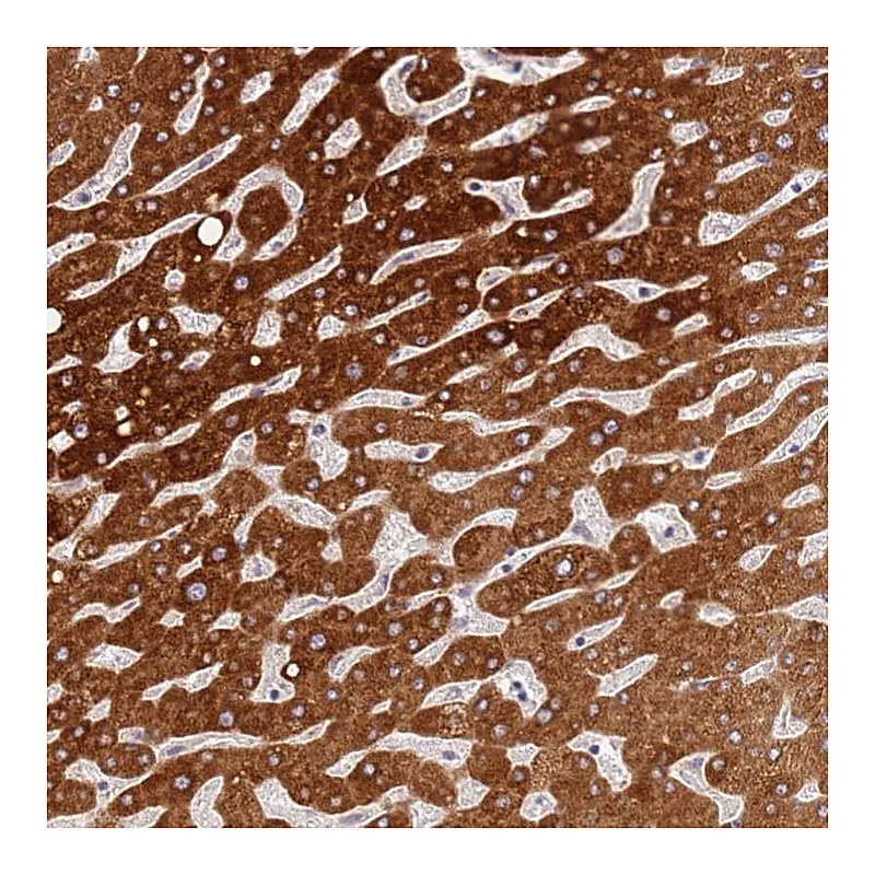 Atlas Antibodies Anti-WDR93 Antibody