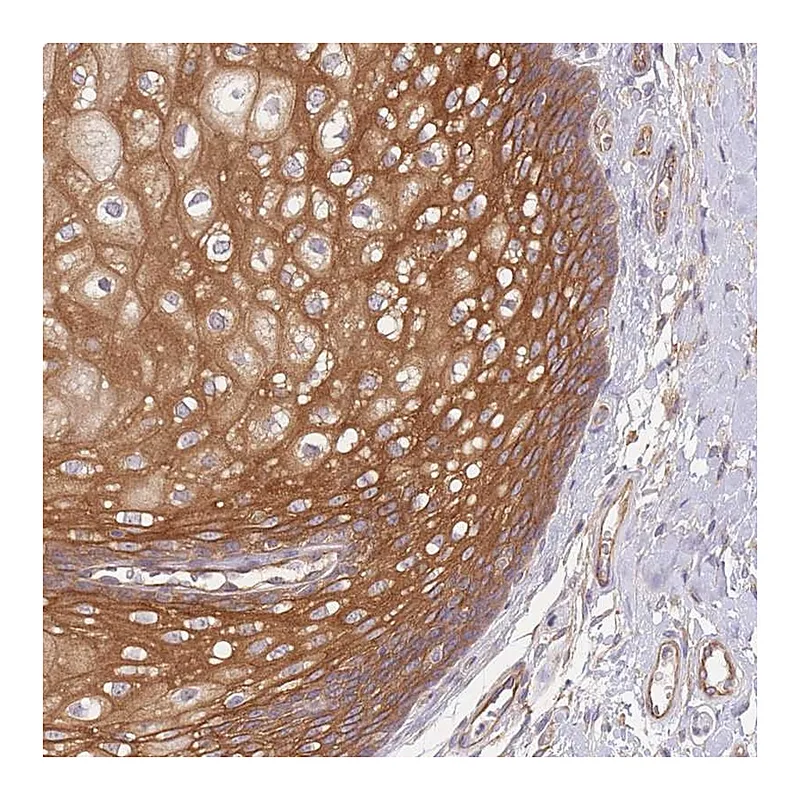 Atlas Antibodies Anti-WDR93 Antibody
