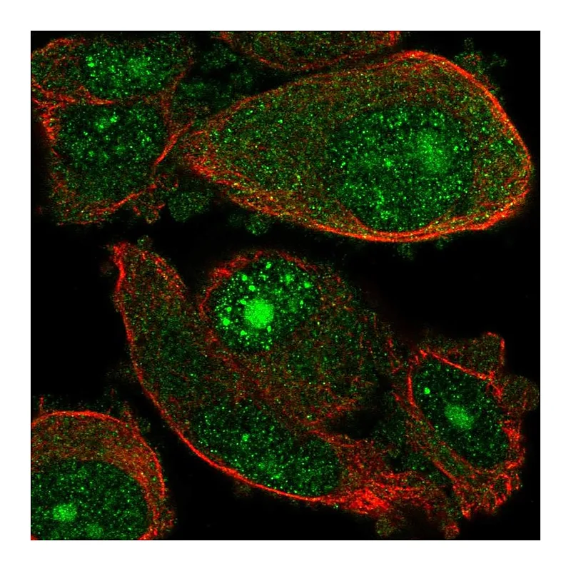 Atlas Antibodies Anti-WDSUB1 Antibody