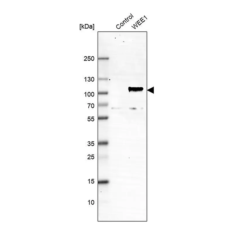 Atlas Antibodies Anti-WEE1 Antibody