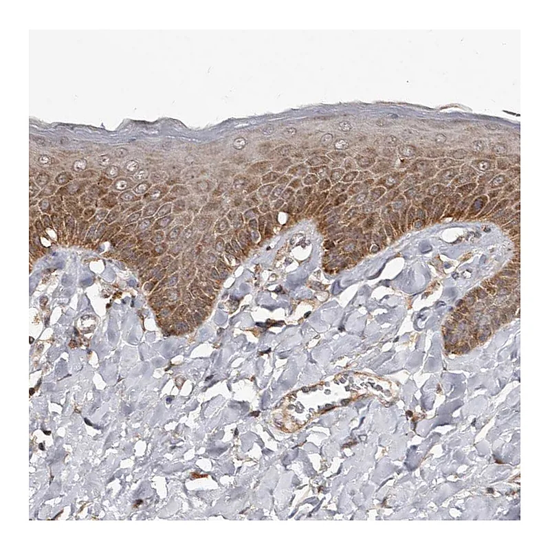 Atlas Antibodies Anti-WEE2 Antibody