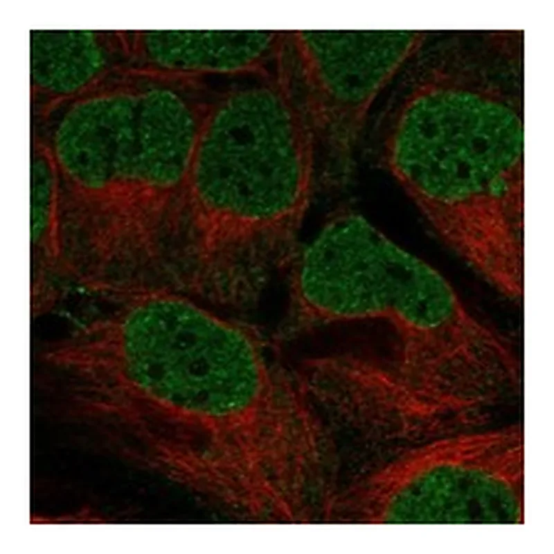 Atlas Antibodies Anti-WEE2 Antibody