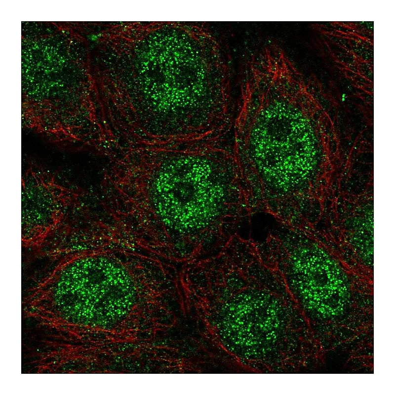 Atlas Antibodies Anti-WDYHV1 Antibody