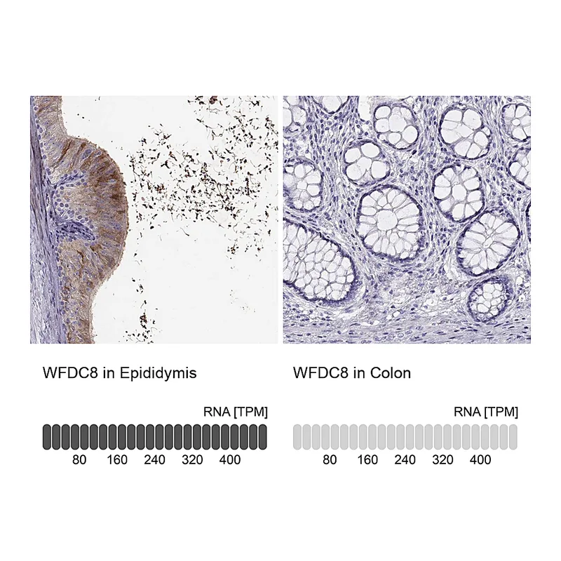 Atlas Antibodies Anti-WFDC8 Antibody