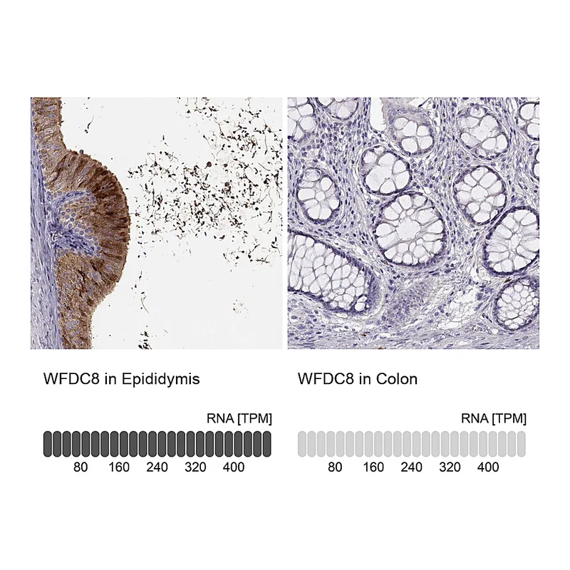 Atlas Antibodies Anti-WFDC8 Antibody
