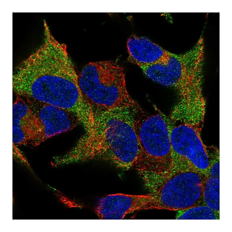 Atlas Antibodies Anti-WIPF1 Antibody