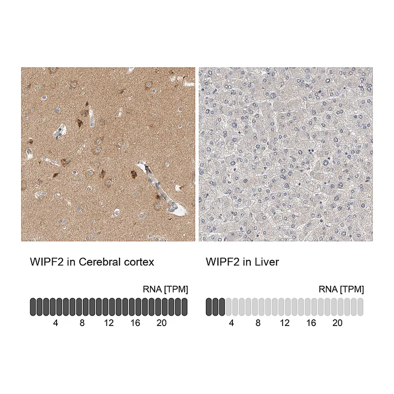 Atlas Antibodies Anti-WIPF2 Antibody