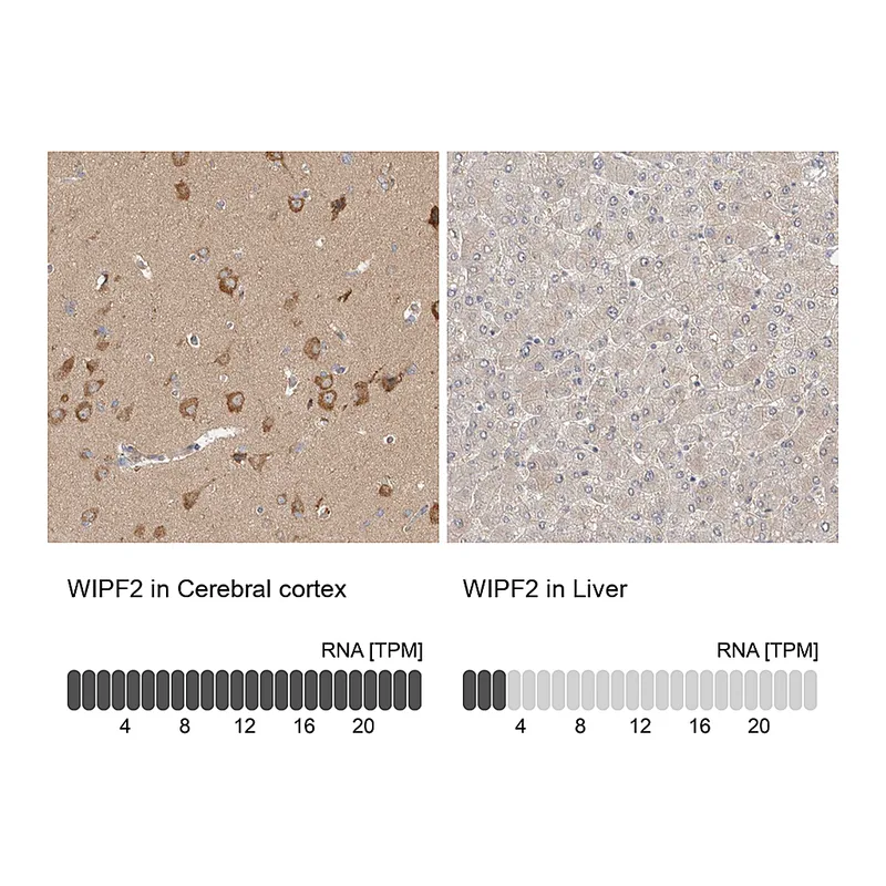 Atlas Antibodies Anti-WIPF2 Antibody