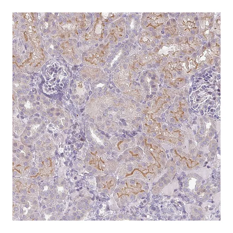 Atlas Antibodies Anti-WFIKKN1 Antibody