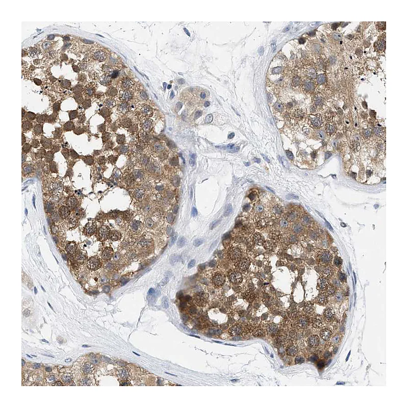 Atlas Antibodies Anti-WIPI2 Antibody
