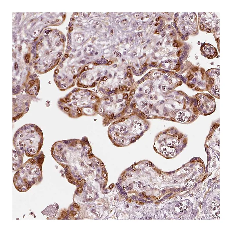 Atlas Antibodies Anti-WLS Antibody