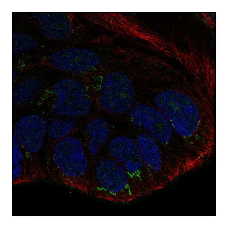 Atlas Antibodies Anti-WNT10B Antibody