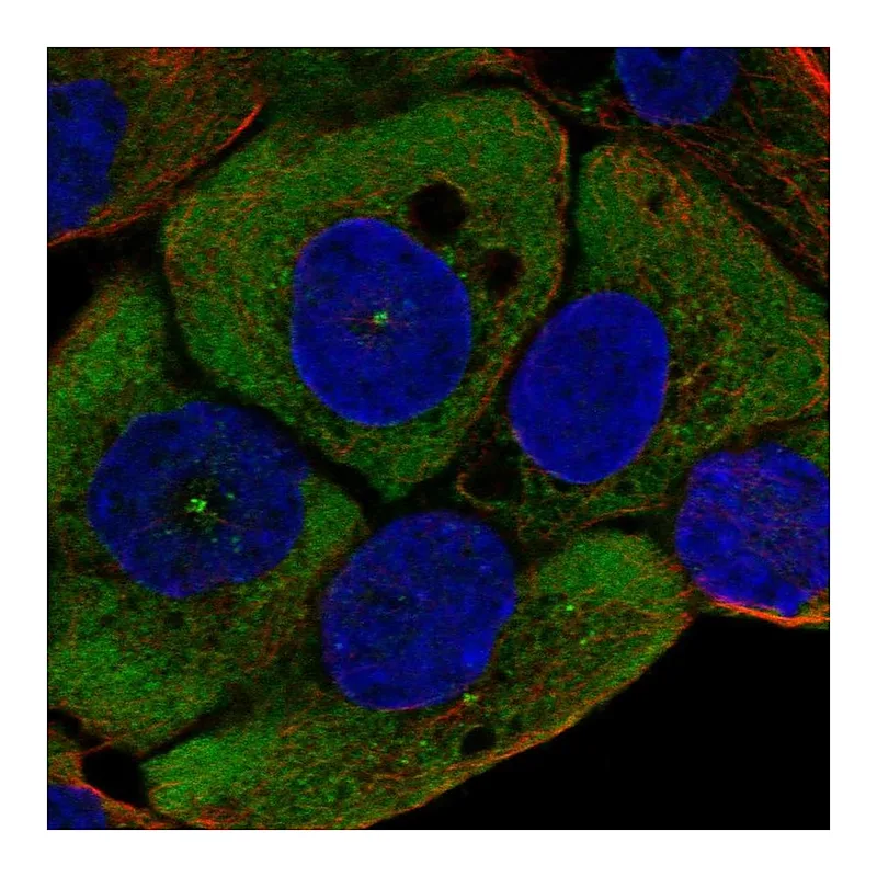 Atlas Antibodies Anti-WNT11 Antibody