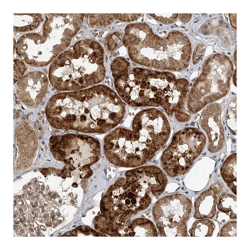 Atlas Antibodies Anti-WNT16 Antibody