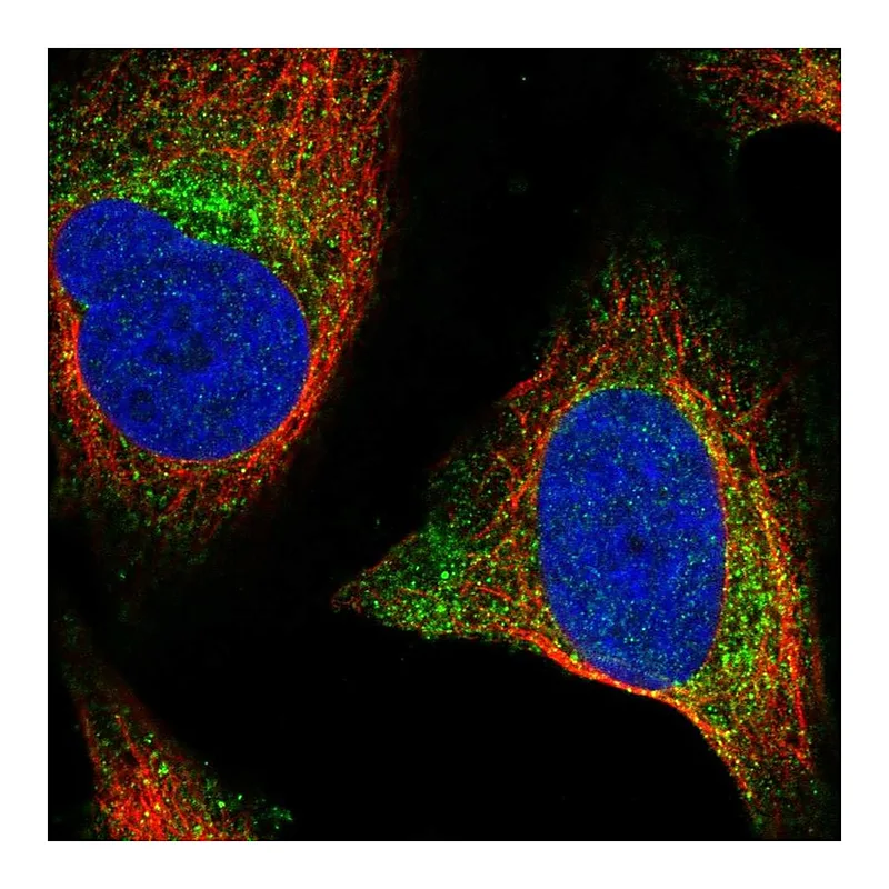 Atlas Antibodies Anti-WNT2B Antibody