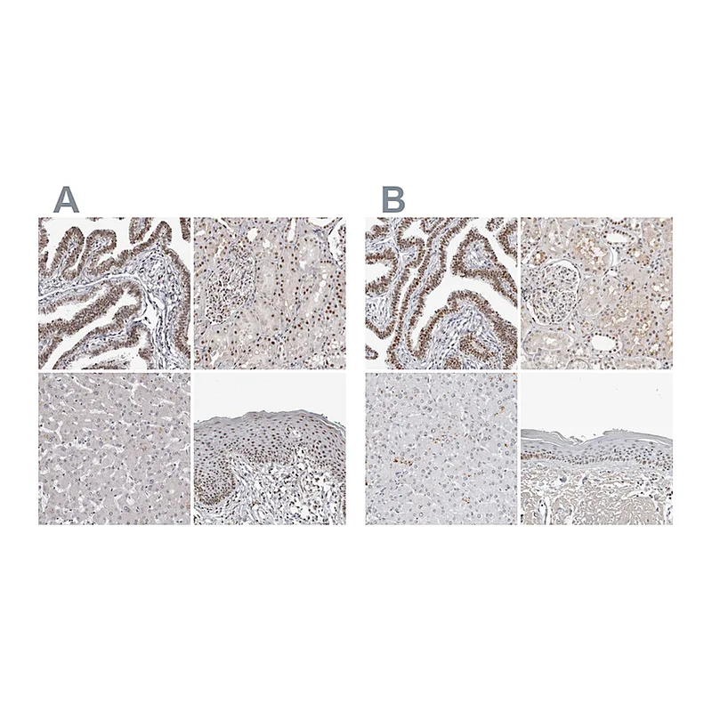 Atlas Antibodies Anti-WRAP53 Antibody