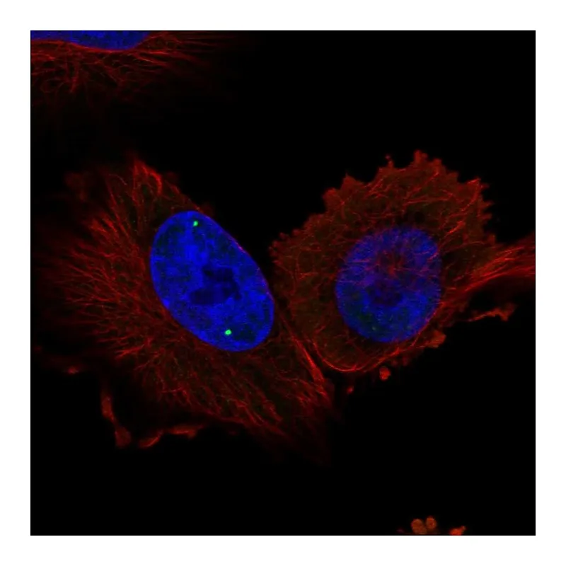 Atlas Antibodies Anti-WRAP53 Antibody