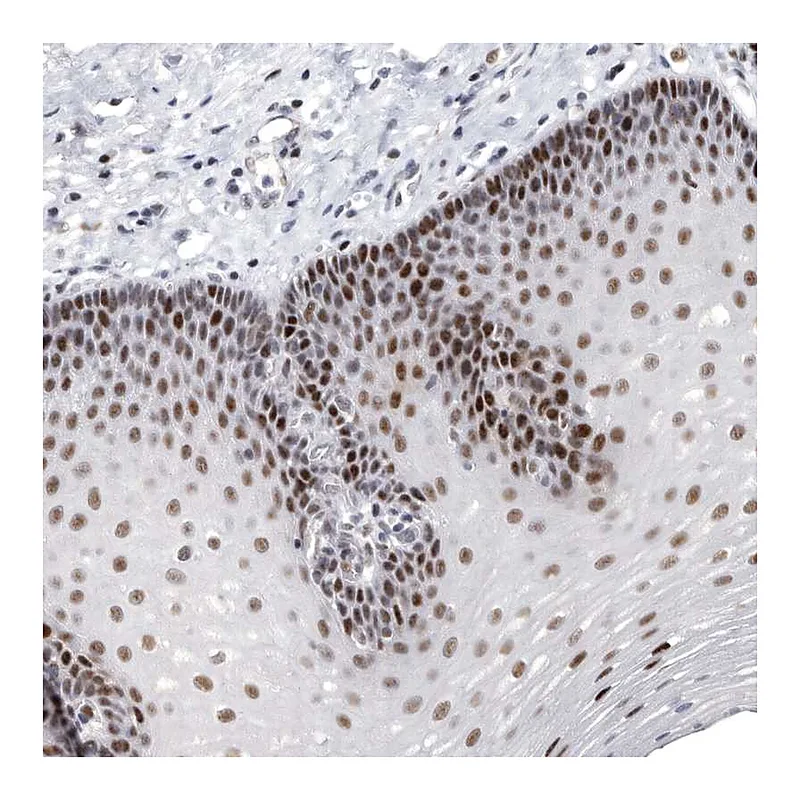 Atlas Antibodies Anti-WRAP73 Antibody