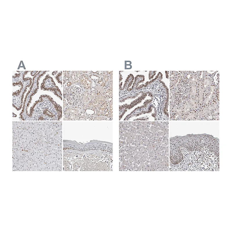 Atlas Antibodies Anti-WRAP53 Antibody