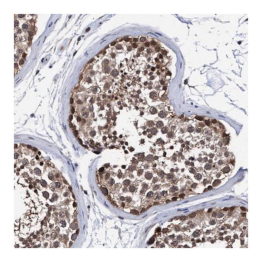 Merck Anti-PSMD12 antibody produced in rabbit