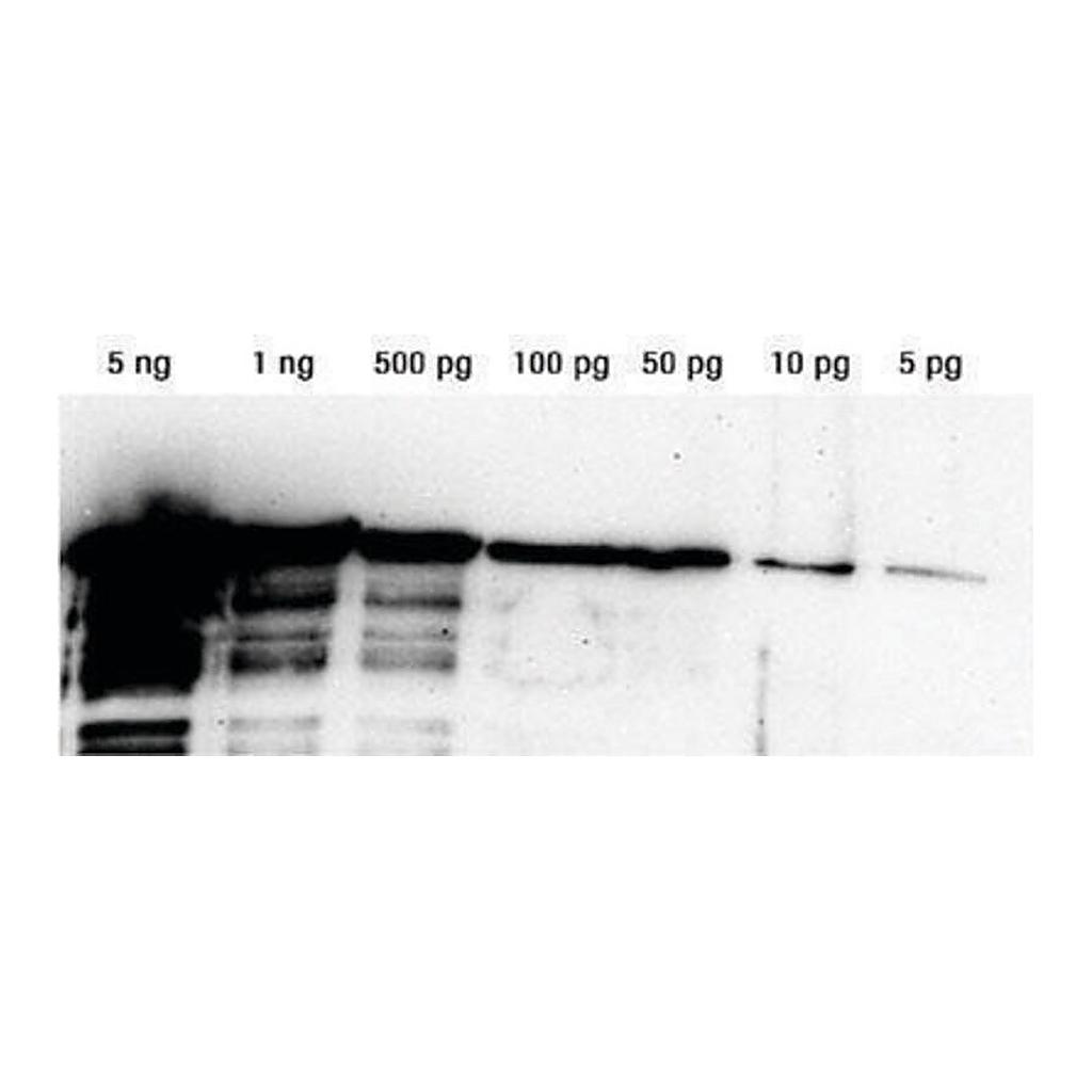 Merck Lumi-LightPLUS Western Blotting Substrate