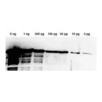 Merck Lumi-LightPLUS Western Blotting Substrate