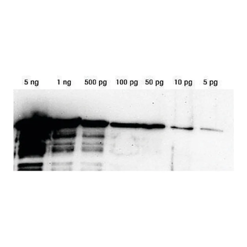 Merck Lumi-LightPLUS Western Blotting Substrate