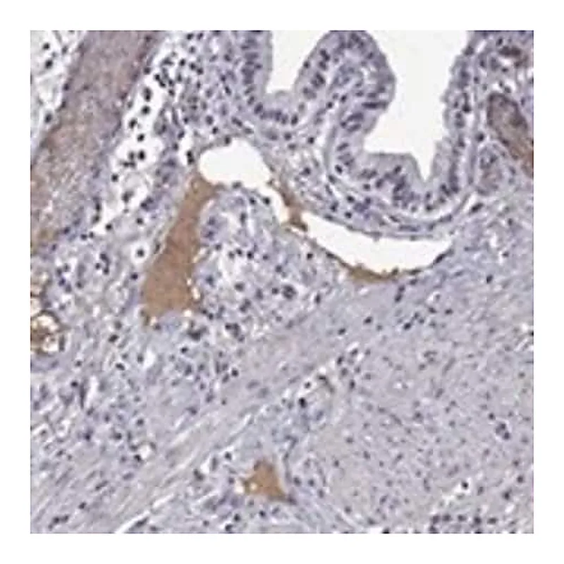 Merck Anti-APOA2 antibody produced in rabbit