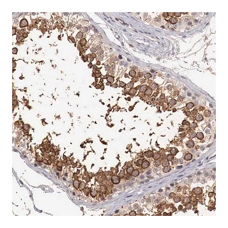 Merck Anti-TBC1D9 antibody produced in rabbit