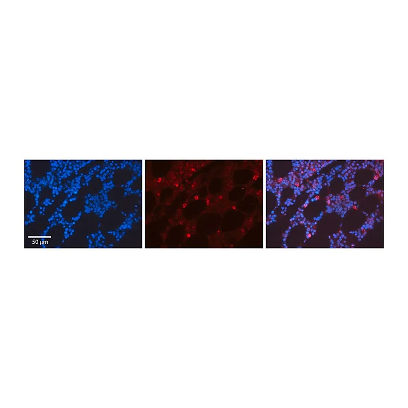 Merck Anti-CDK6 antibody produced in rabbit