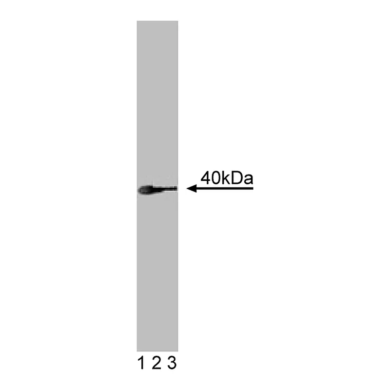 BD Purified Mouse Anti-RONα