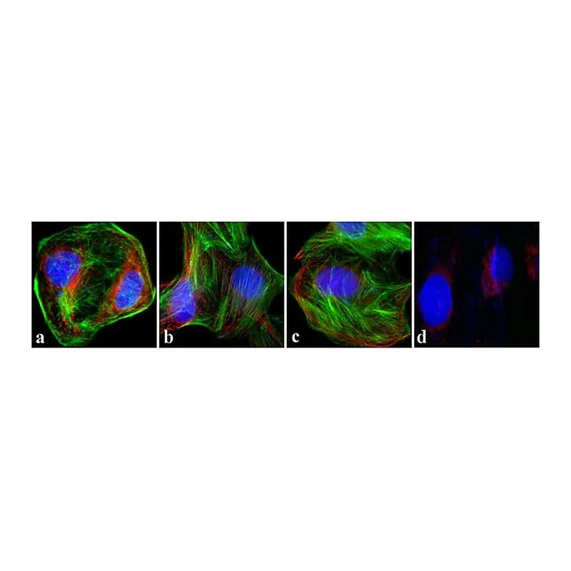 Thermo Fisher Scientific Rabbit anti-Goat IgG (Heavy Chain) Superclonal Secondary Antibody