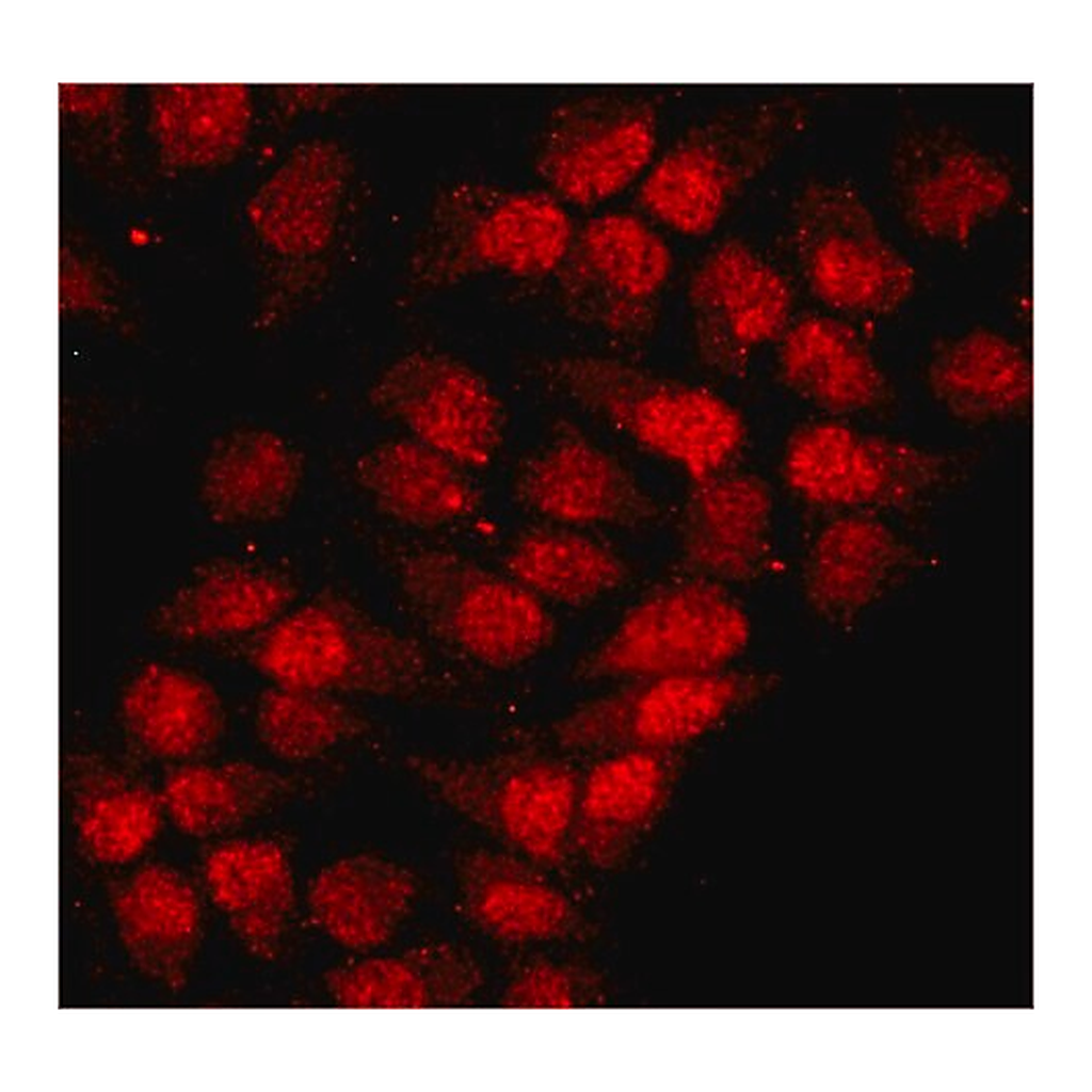 Merck Anti-hnRNP-A1 antibody, Mouse monoclonal