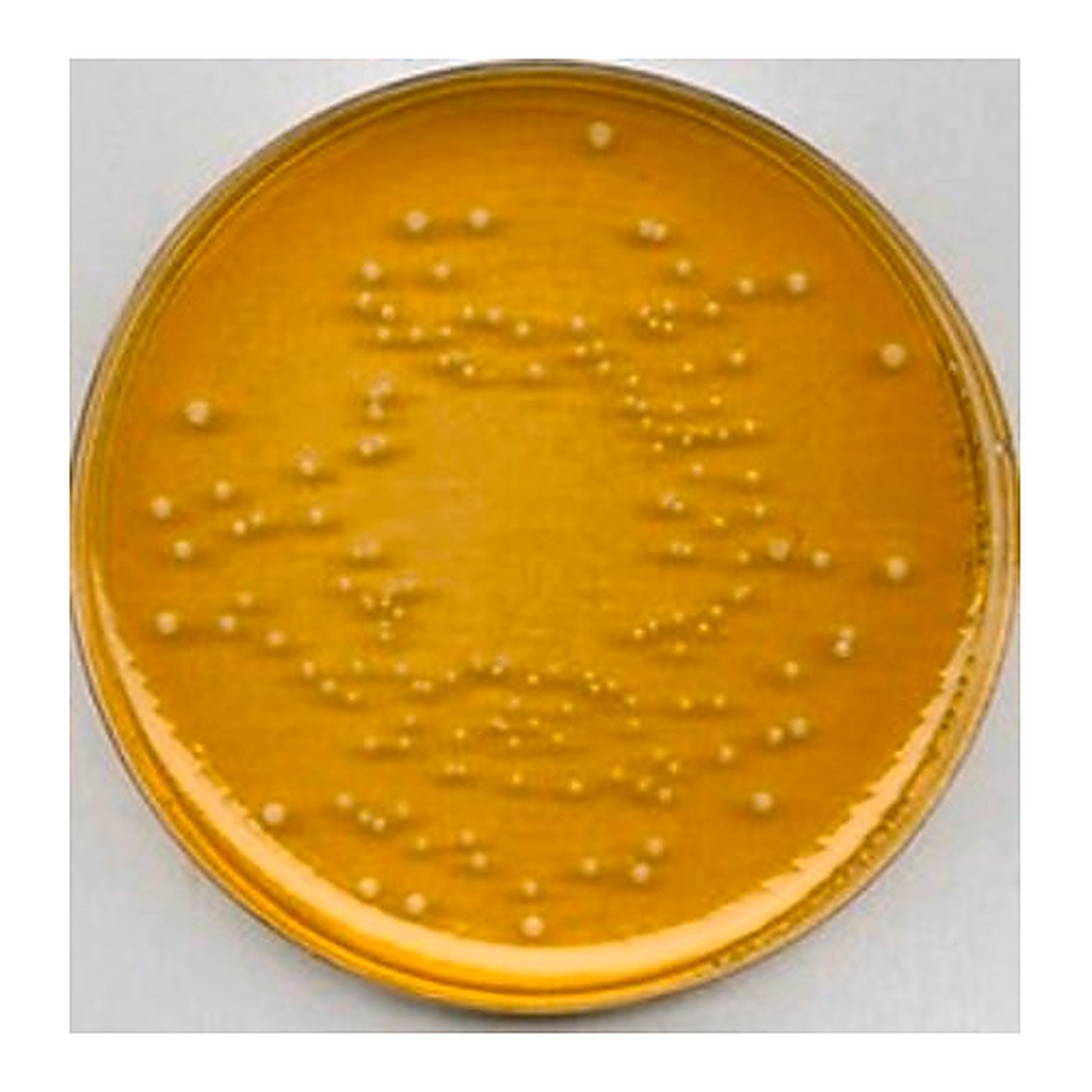 Merck Universal Beer Agar