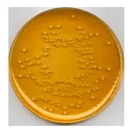 Merck Universal Beer Agar