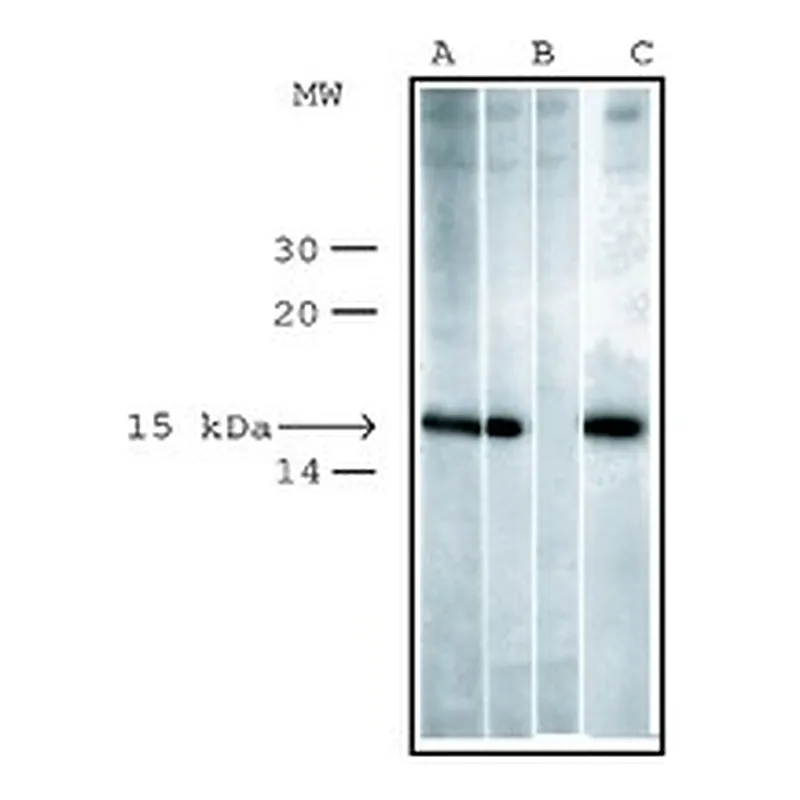 Merck ANTI-PHOSPHO HISTONE H2AX (PSER139), DEV