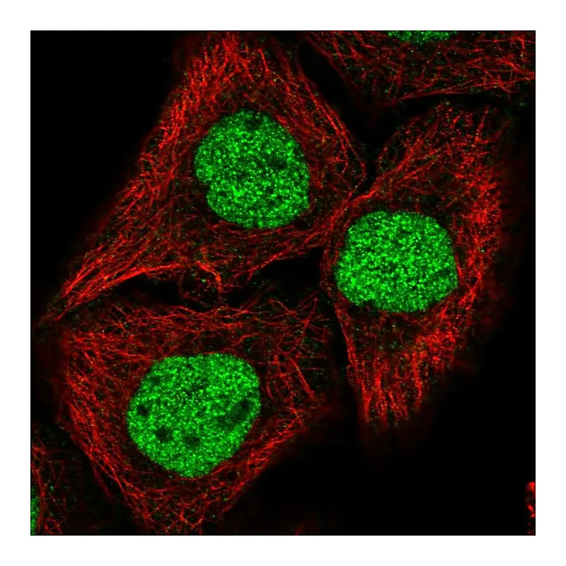 Atlas Antibodies Anti-GRHL2 Antibody