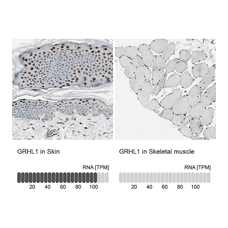 Atlas Antibodies Anti-GRHL1 Antibody